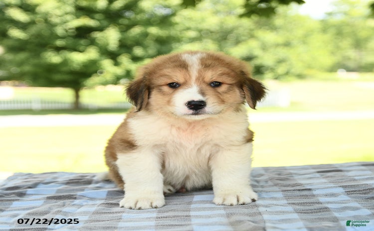 Great Pyrenees dogs for sale - Ad 1