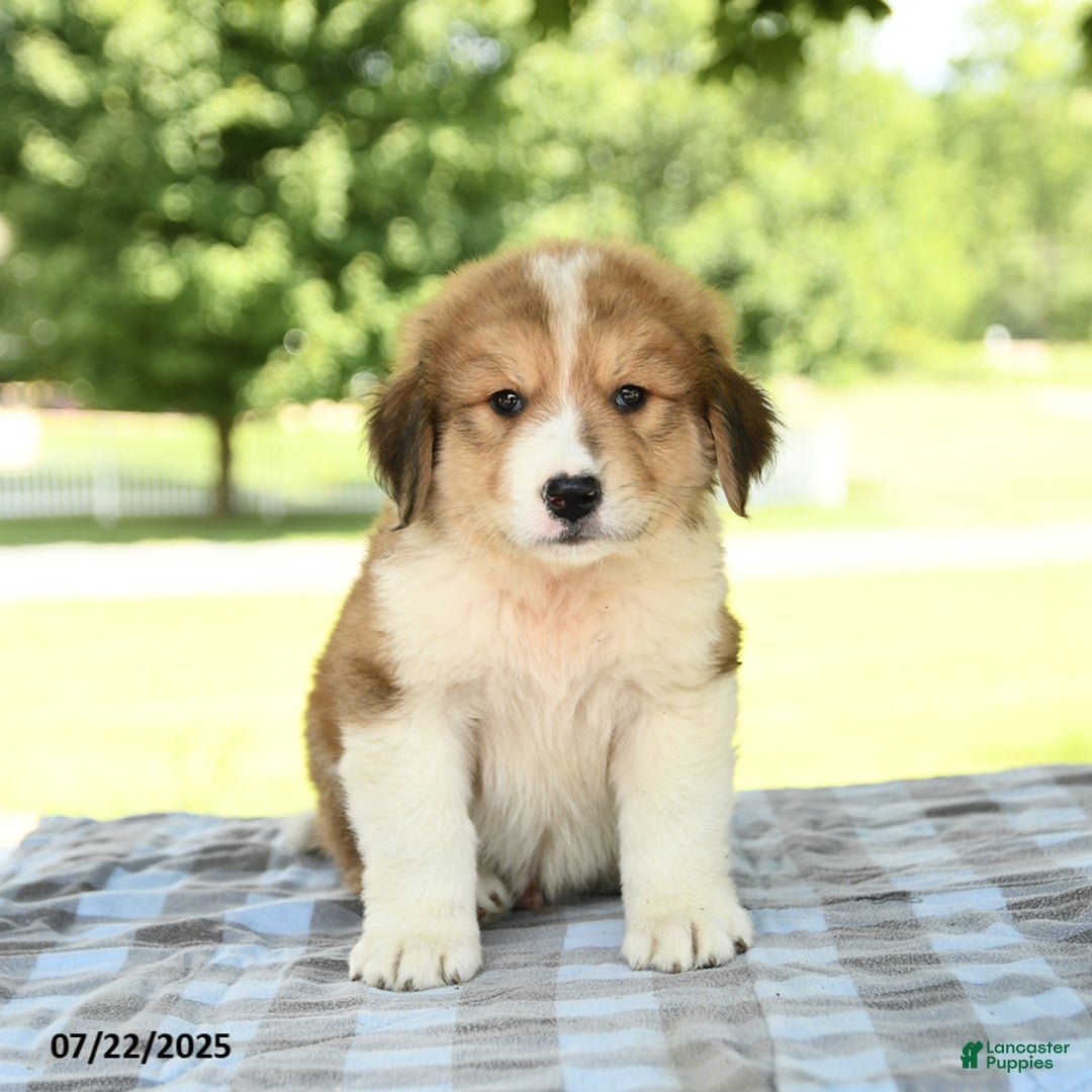 Great Pyrenees dogs for sale: Lightning - Image 1