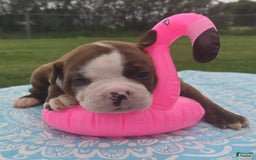 American Bulldog dogs for sale: Miss Honey - Listing for pets: Miss Honey, Matilda, Miss Trenchbell, Harry - Image 14