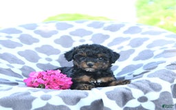 Toy Poodle dogs for sale: Khloe - Image 13