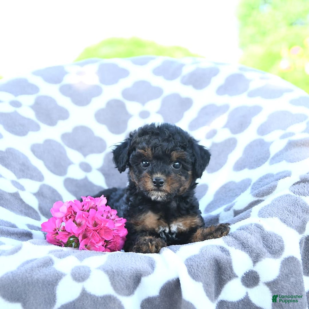 Toy Poodle dogs for sale: Khloe - Image 13