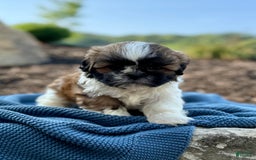 Shih Tzu dogs for sale: Apollo - Image 5