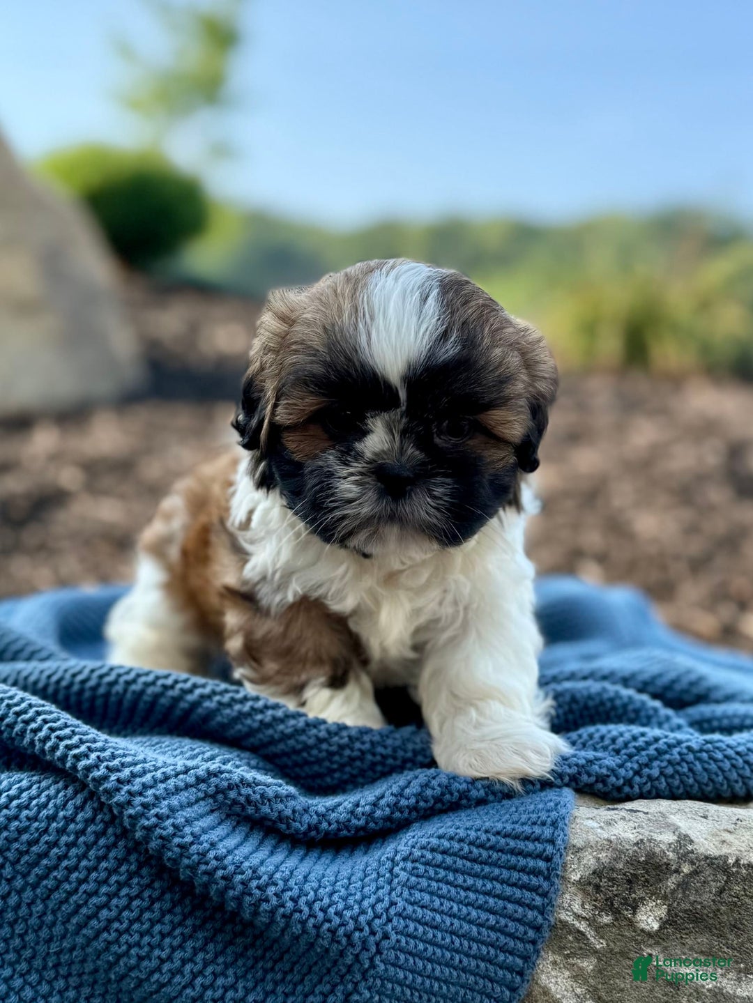 Shih Tzu dogs for sale: Apollo - Image 5
