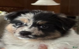 Australian Shepherd dogs for sale: Pineapple - Image 9