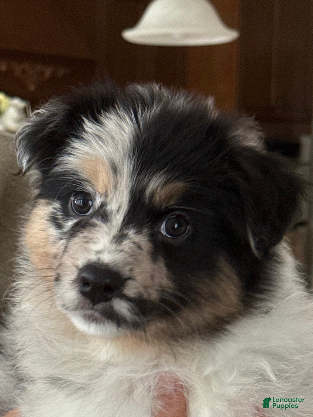 Australian Shepherd dogs for sale: Pineapple - Image 9