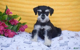 Miniature Schnauzer dogs for sale: Verna - Image 1