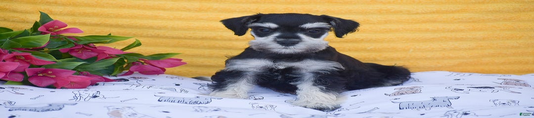 Verna