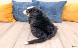 Bernese Mountain Dog dogs for sale: Chief - Image 9