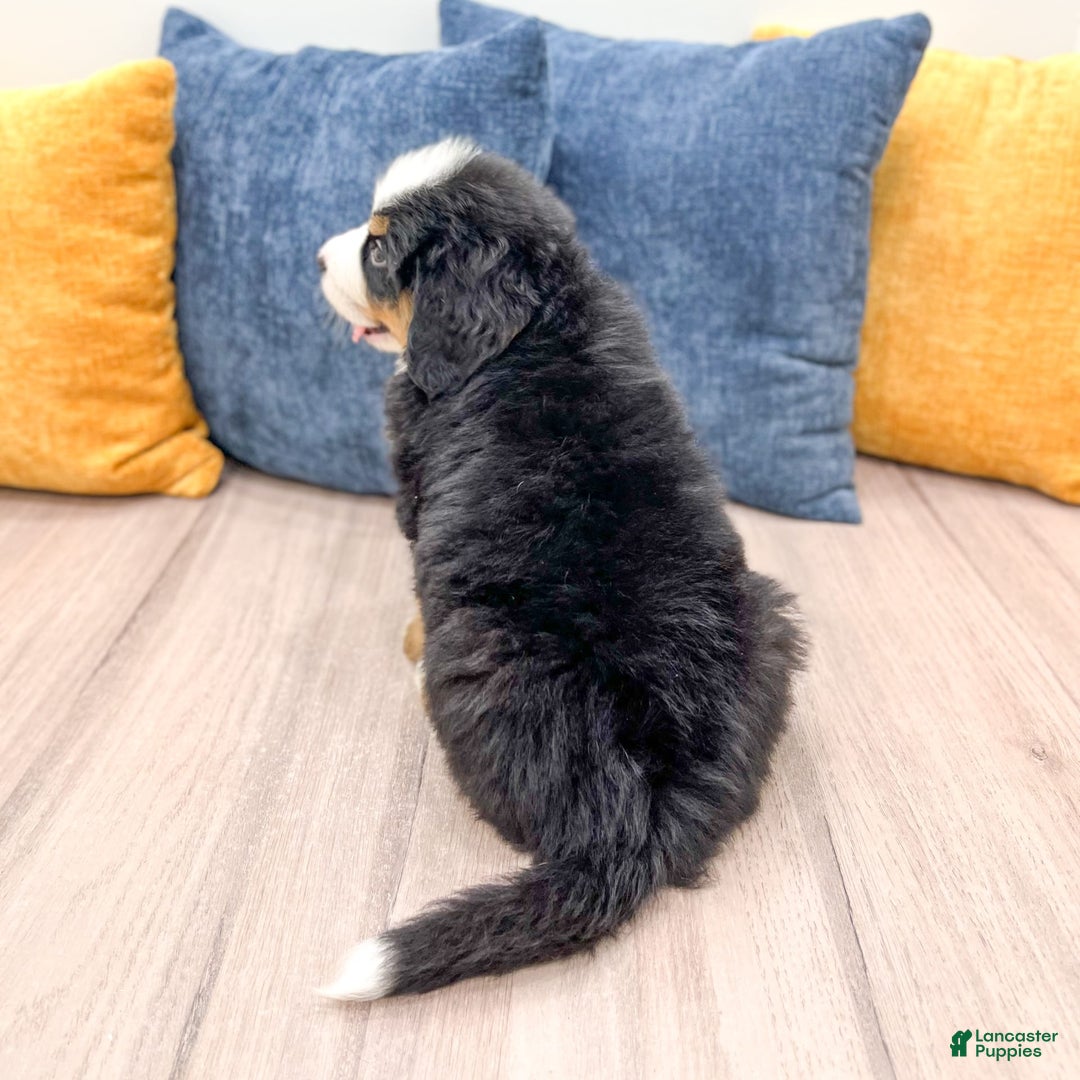 Bernese Mountain Dog dogs for sale: Chief - Image 9