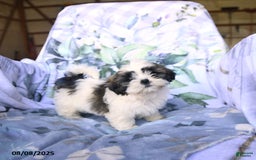 Shih Tzu dogs for sale: Keith - Image 5