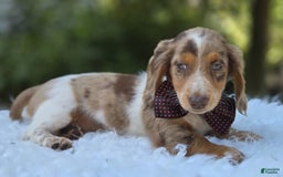 Miniature Dachshund dogs for sale: Sweets - Image 3