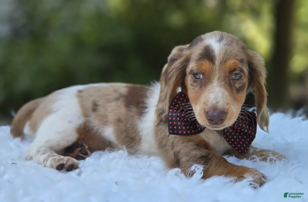 Miniature Dachshund dogs for sale: Sweets - Image 3