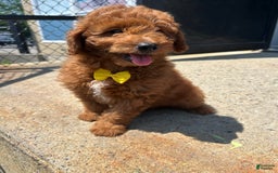 Mini Goldendoodle dogs for sale: Artic - Image 1