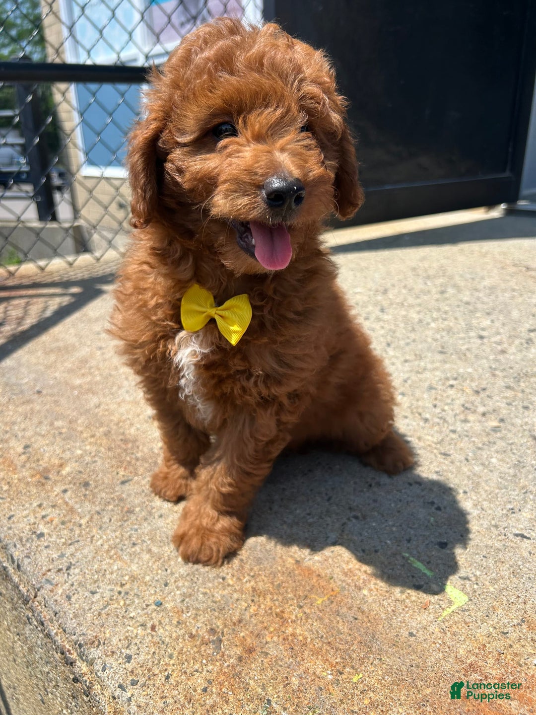 Mini Goldendoodle dogs for sale: Artic - Image 1