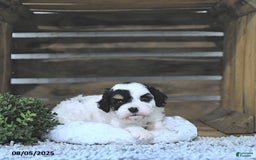 Cavapoo dogs for sale: Zeke - Image 1