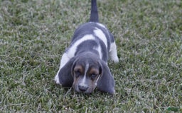 Basset Hound dogs for sale: Jed - Image 4