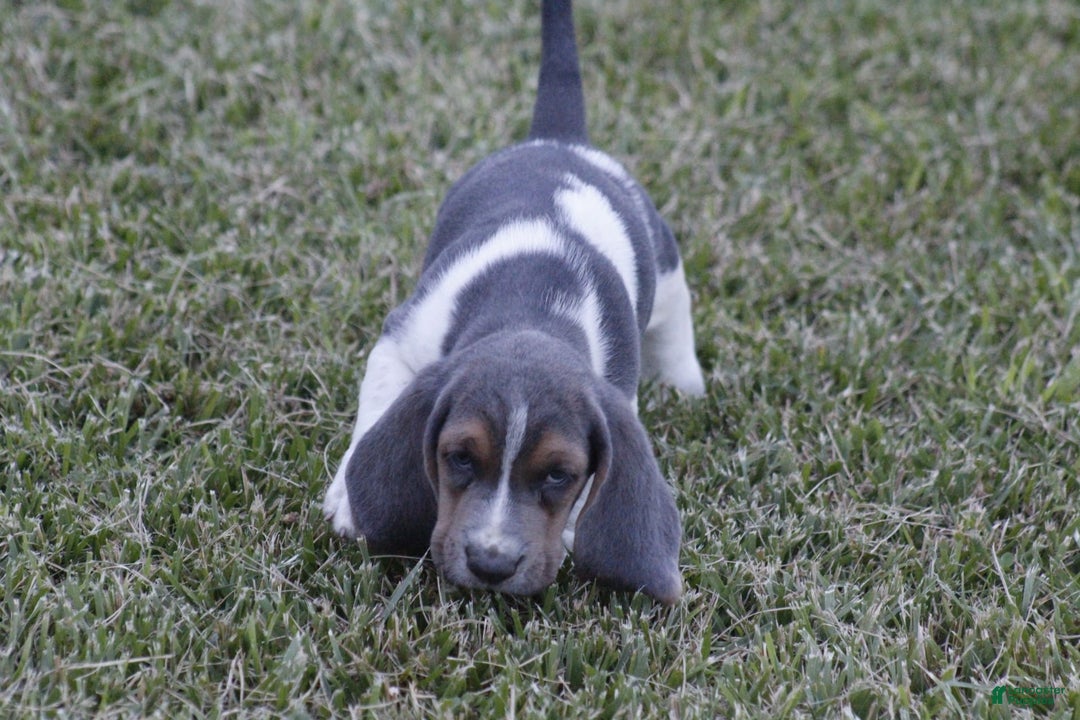 Basset Hound dogs for sale: Jed - Image 4