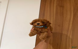 Toy Poodle dogs for sale: Mick Teacup 6lbs Adult Size - Image 1