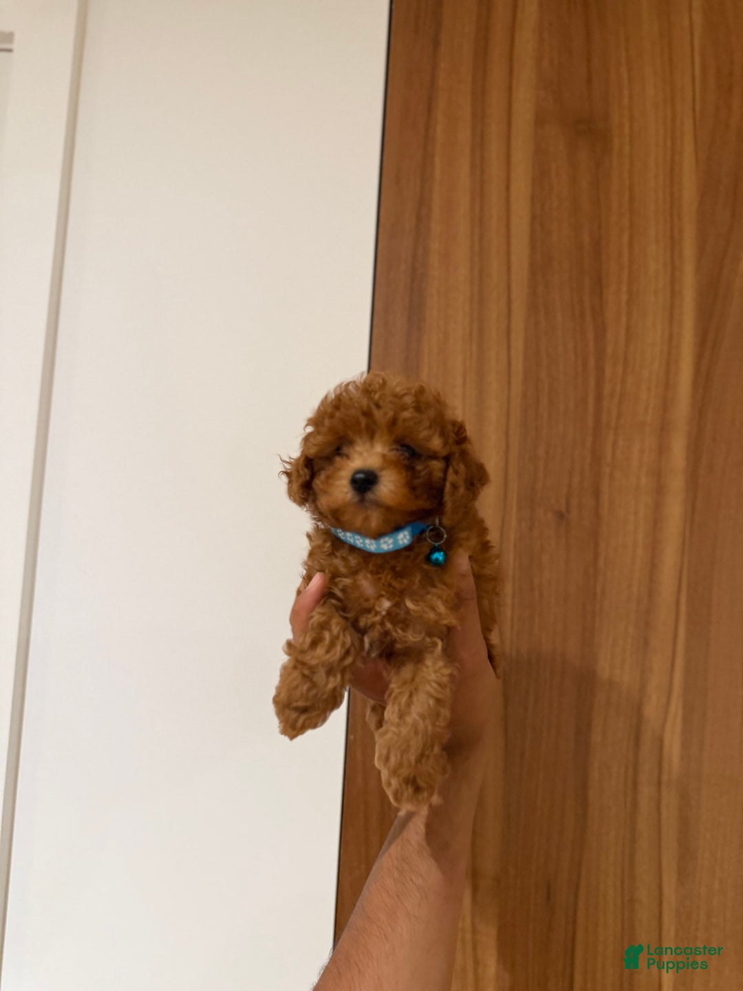 Toy Poodle dogs for sale: Mick Teacup 6lbs Adult Size - Image 1