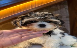 Morkie dogs for sale: Sydney - Image 1
