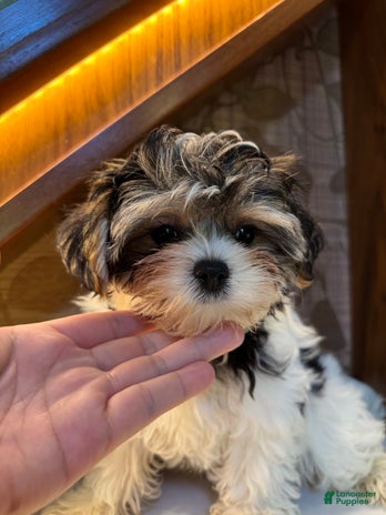 Morkie dogs for sale - Ad 2