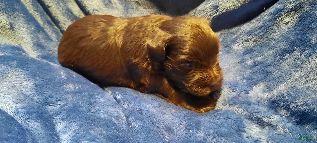 Miniature Schnauzer dogs for sale: Boy1 - Image 11