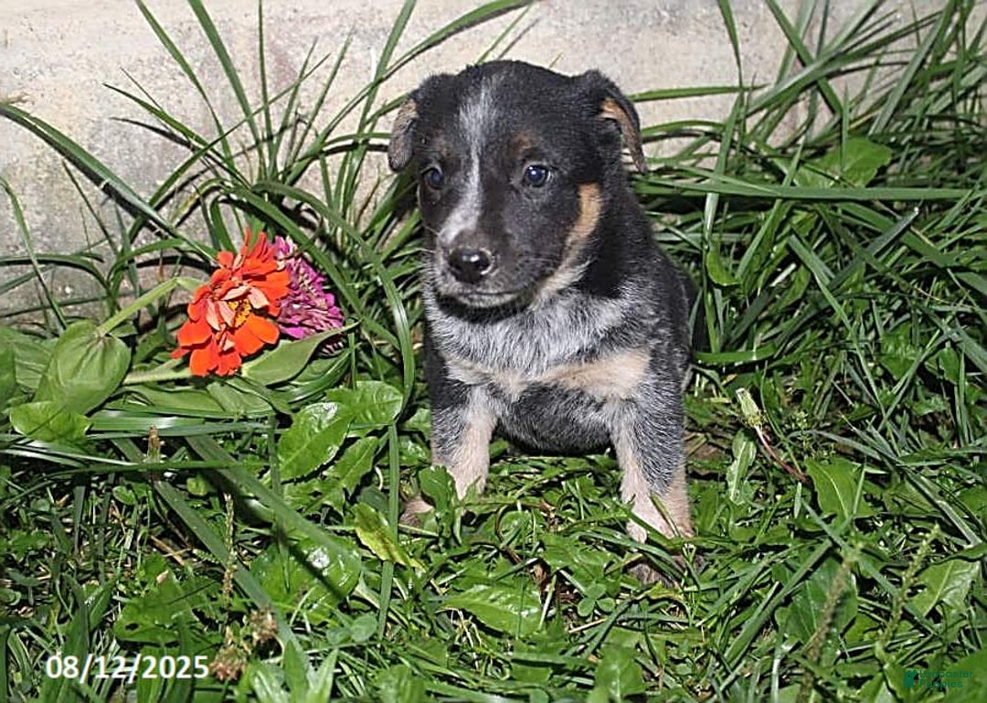 Australian Cattle Dog dogs for sale: Marie - Image 2