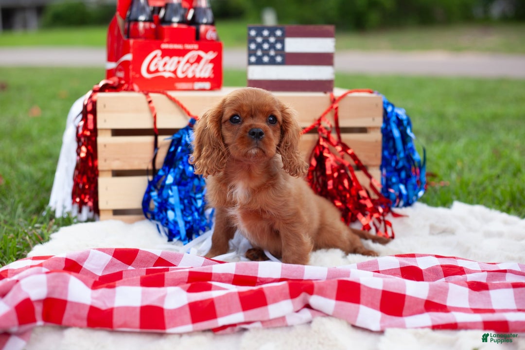 Cavalier King Charles Spaniel dogs for sale: Salsa - Image 2