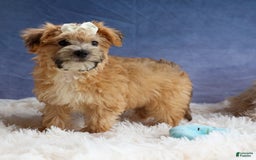 Yochon dogs for sale: Torin - Image 18