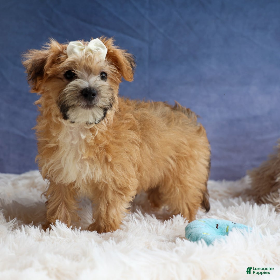 Yochon dogs for sale: Torin - Image 18
