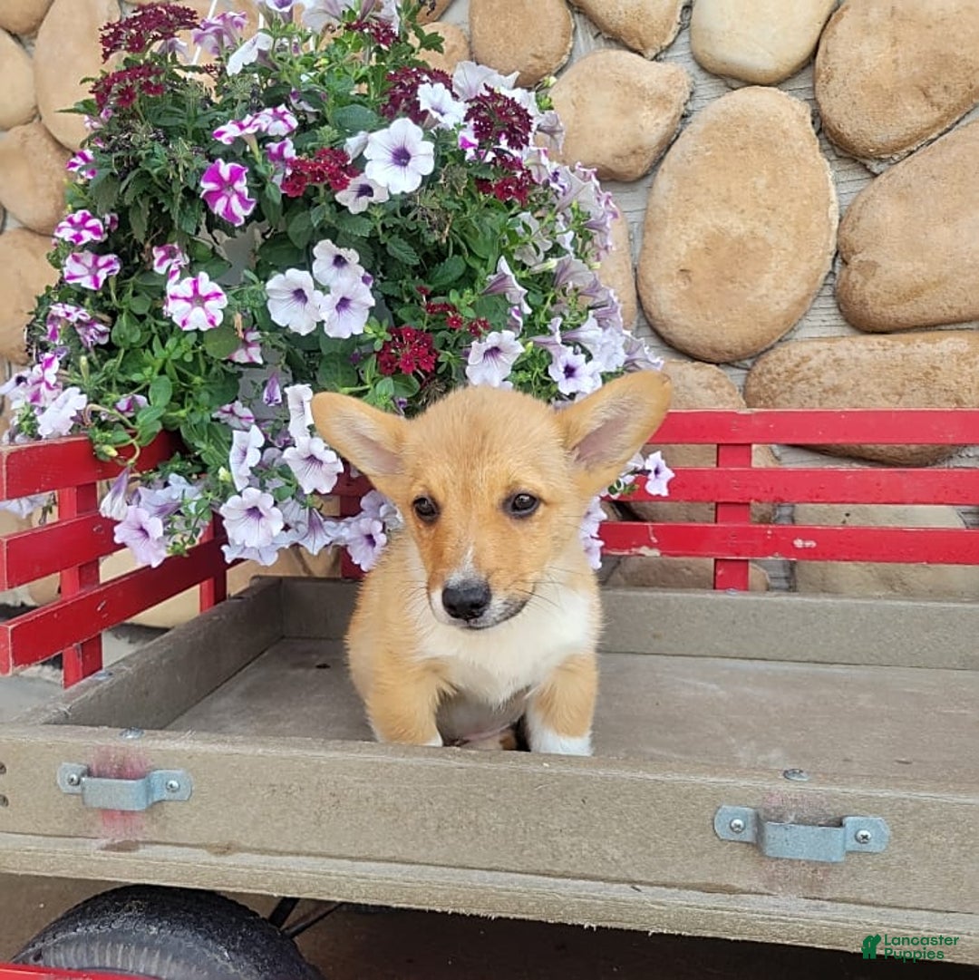 Welsh Corgi Pembroke dogs for sale: Paul - Image 2