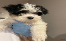 Maltipoo dogs for sale: Chanel - Image 2