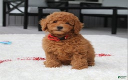 Miniature Poodle dogs for sale: Miniature Poodle 3 puppies - Image 13