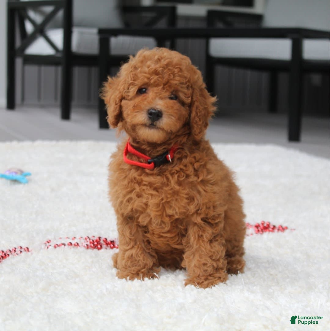 Miniature Poodle dogs for sale: Miniature Poodle 3 puppies - Image 13