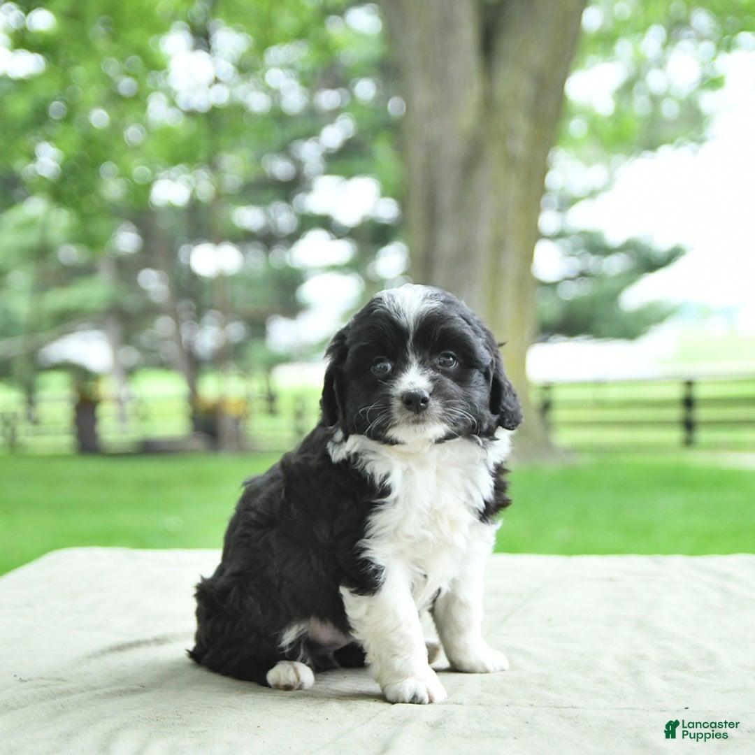 Mini Aussiedoodle dogs for sale: Walker - Image 15