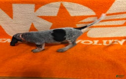 Coonhound dogs for sale: Mr. T - Image 2