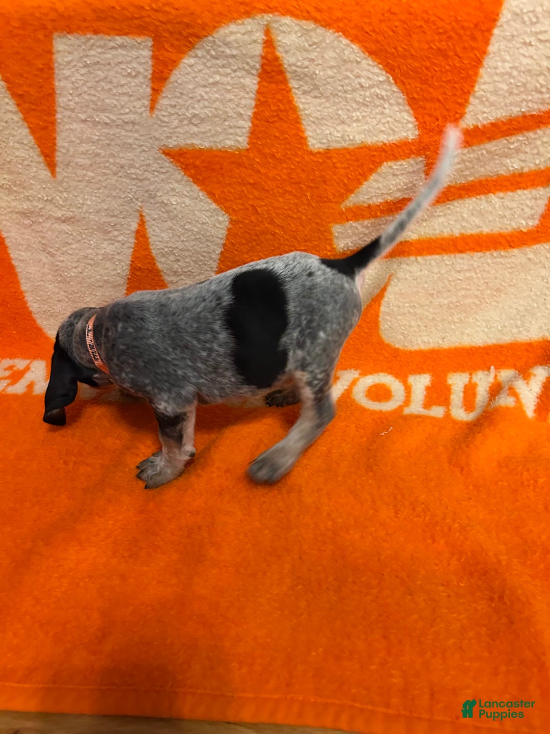 Coonhound dogs for sale: Mr. T - Image 2