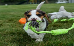 Beagle dogs for sale: Kylo - Image 11