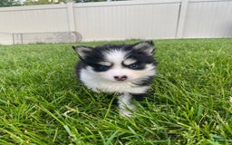 Pomsky dogs for sale: Chai - Image 15