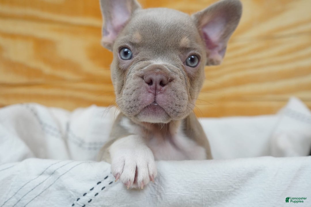 French Bulldog dogs for sale: Blaze - Image 5