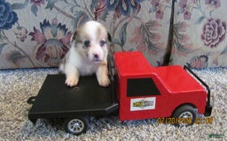 American Corgi dogs for sale: Belle - Image 1