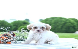 Toy Poodle dogs for sale: Karter - Image 11