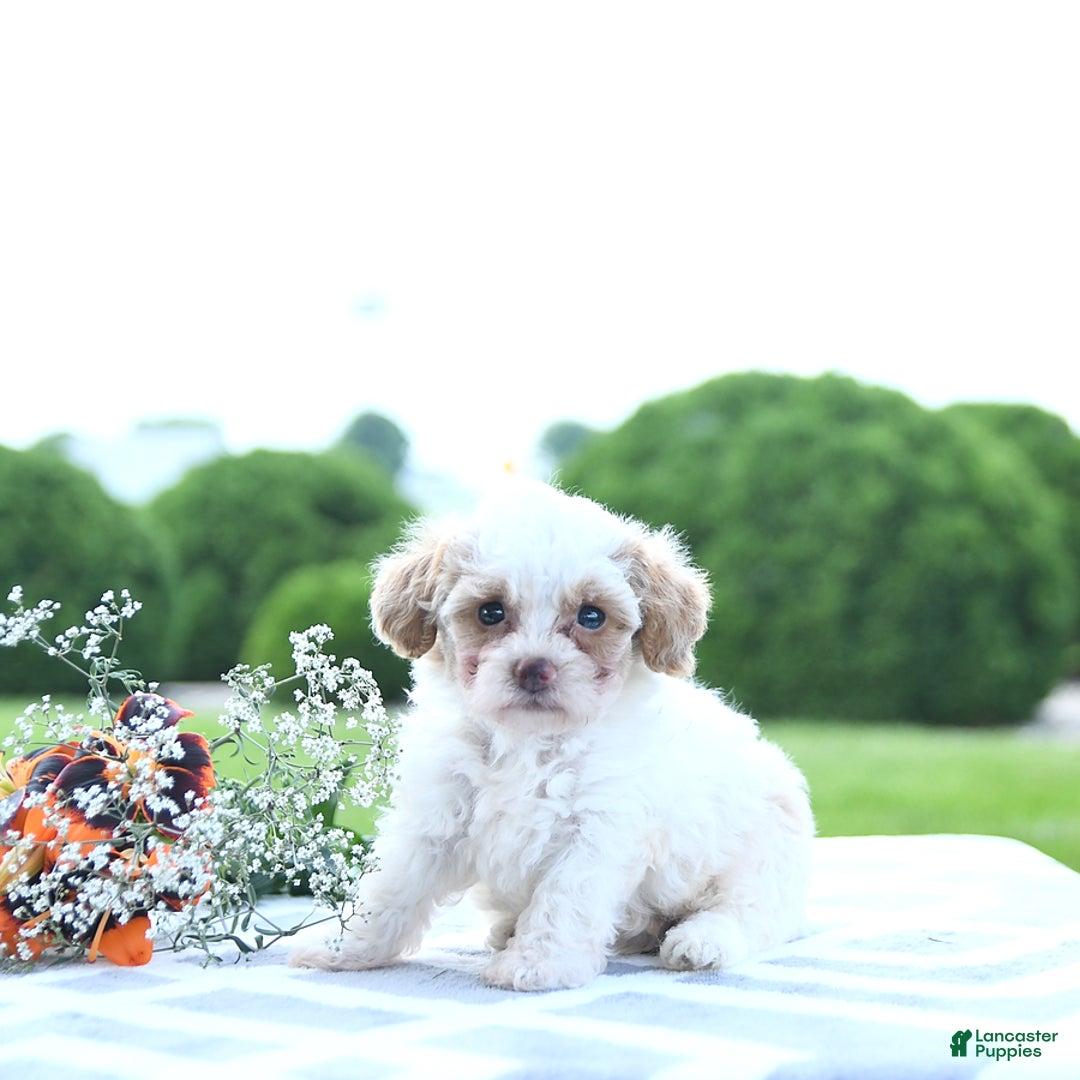 Toy Poodle dogs for sale: Karter - Image 11