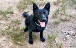 German Shepherd dogs for sale: Ellie - Image 8