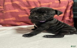 American Bully dogs for sale: Nairobi - Image 3