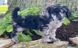 Standard Poodle dogs for sale: Rusty - Image 4