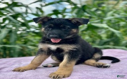 German Shepherd dogs for sale: Nova - Image 2