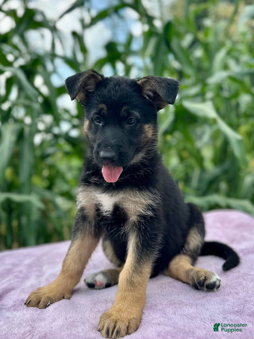 German Shepherd dogs for sale: Nova - Image 2