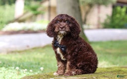 Cockapoo dogs for sale: Kane - Image 3