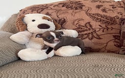 Boston Terrier dogs for sale: Tootie - Image 3